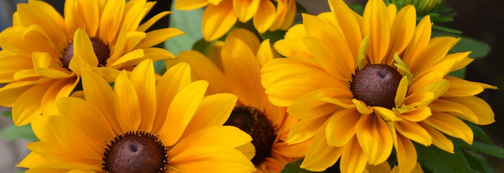 Branch page - header image sunflower