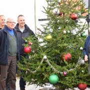 Locally grown tree for Ottery St Mary town centre