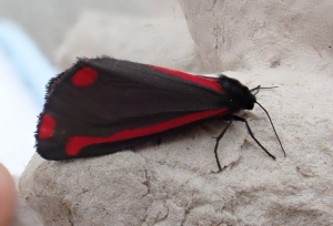 Cinnabar