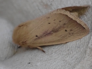 Maize Wainscot Moth