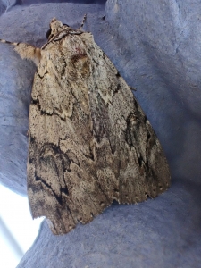 Moth in ply 2