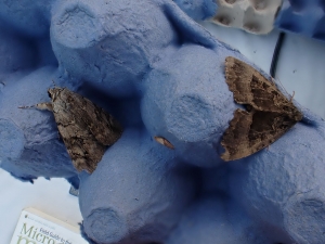 Old lady and rosy underwing