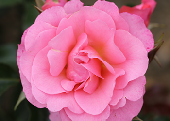 Anne's Rose Anne's Rose