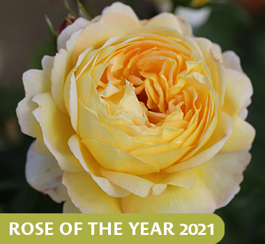 Belle de Jour Belle de Jour Rose of the Year 2021