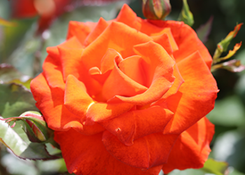 Burning Desire Burning Desire Rose