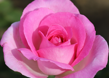 Pink Perfection Pink Perfection Rose