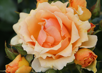 Queen Bee Queen Bee Rose