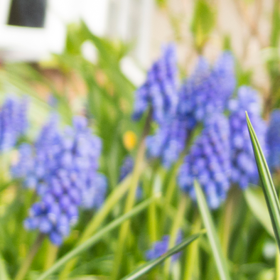 Summer meadow header