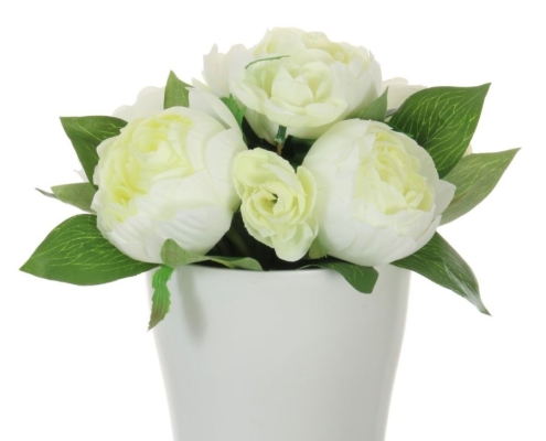 Potted Eternity Cream Rose