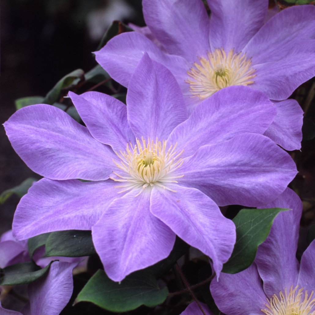 Clematis 'Diana's Delight'