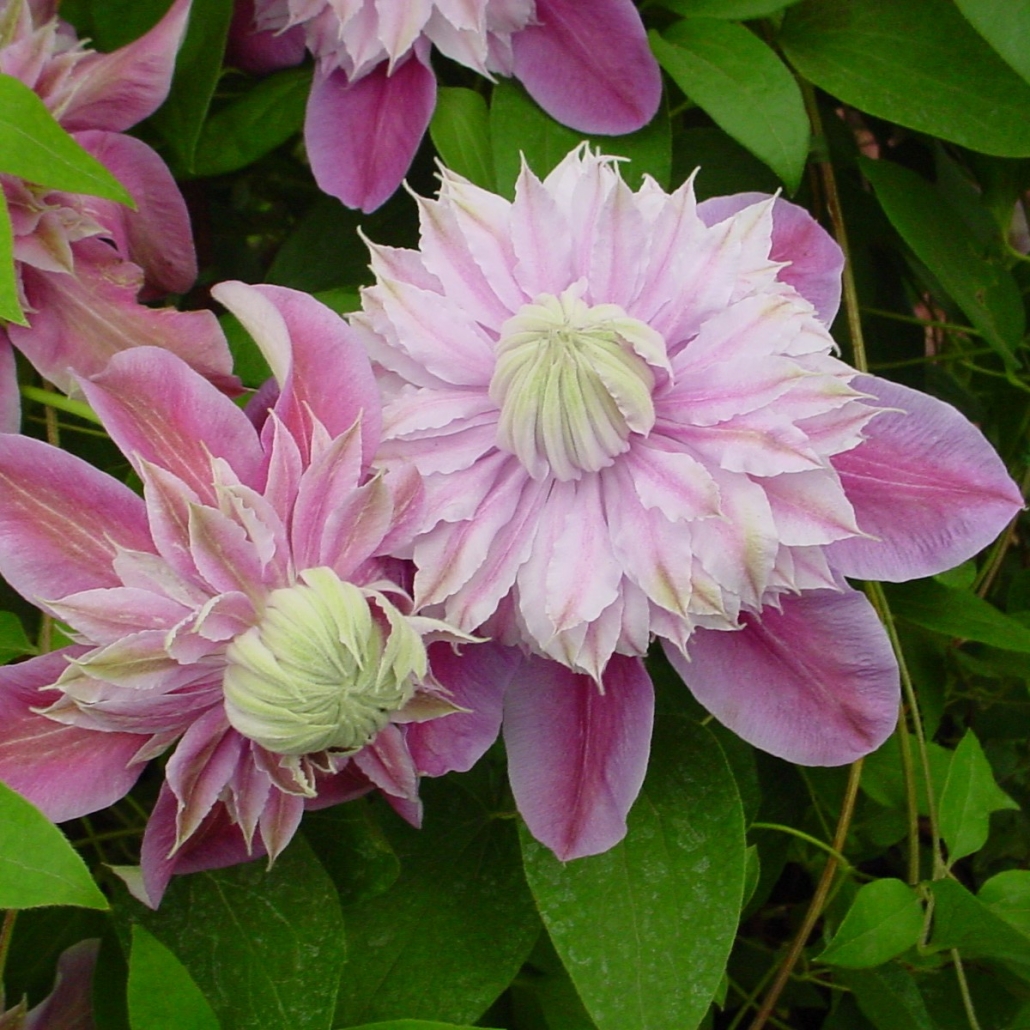 Clematis 'Josephine'