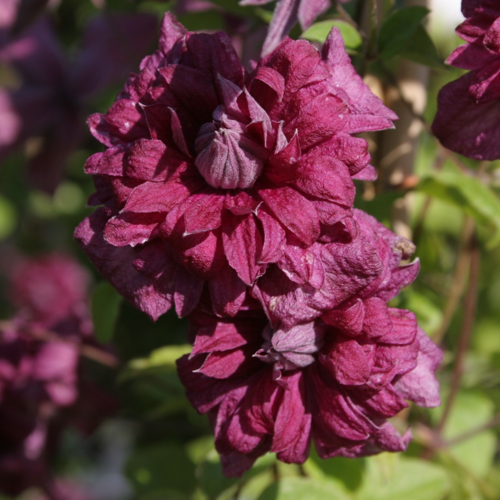 Clematis 'Purpurea Plena Elegans'