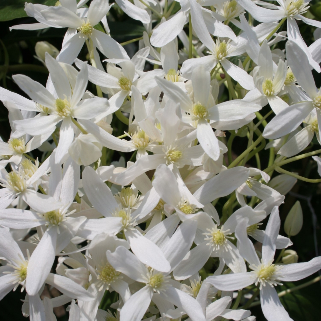 Clematis armandii