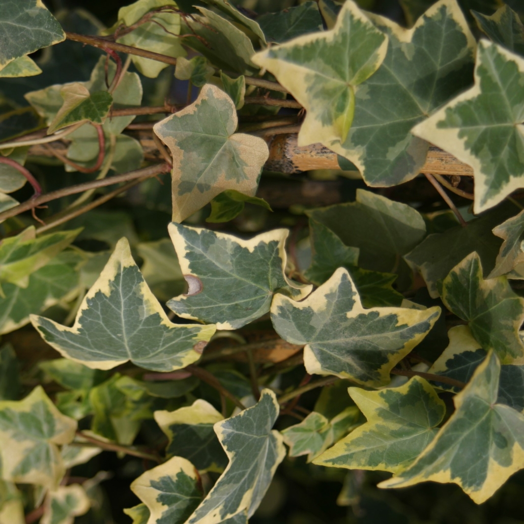 Hedera helix 'Goldchild'