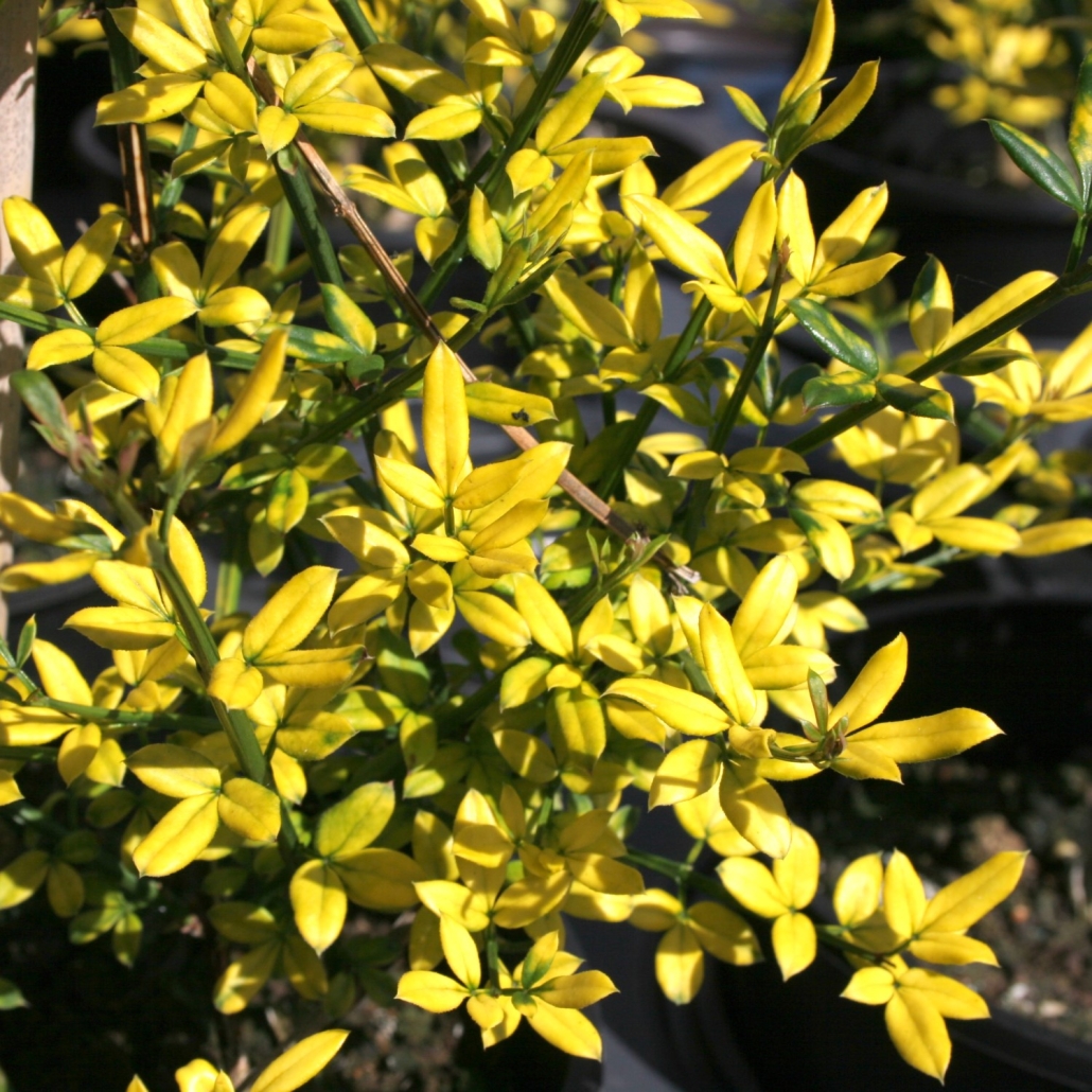 Jasminus nudiflorum 'Aureum'