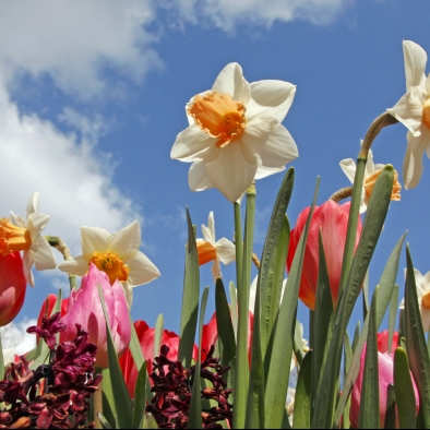 Spring Flowering Bulbs Daffs Tulips