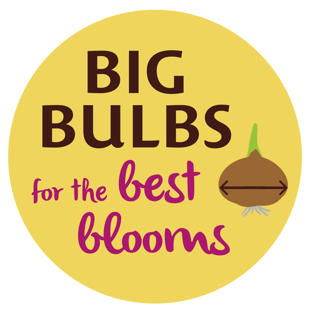 Big bulbs pot stickers - 20cm