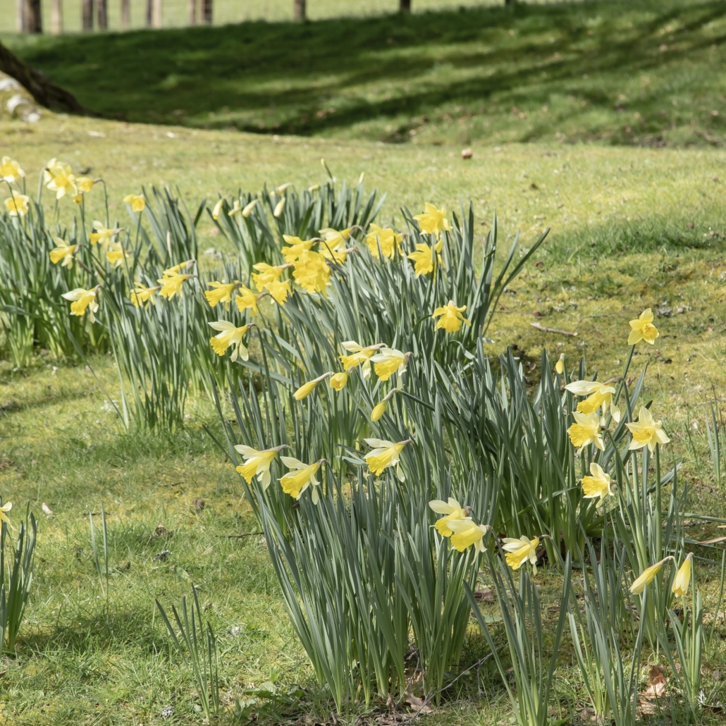 Naturalising Spring Bulbs SQ