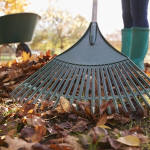 Autumn Tidying Leaves