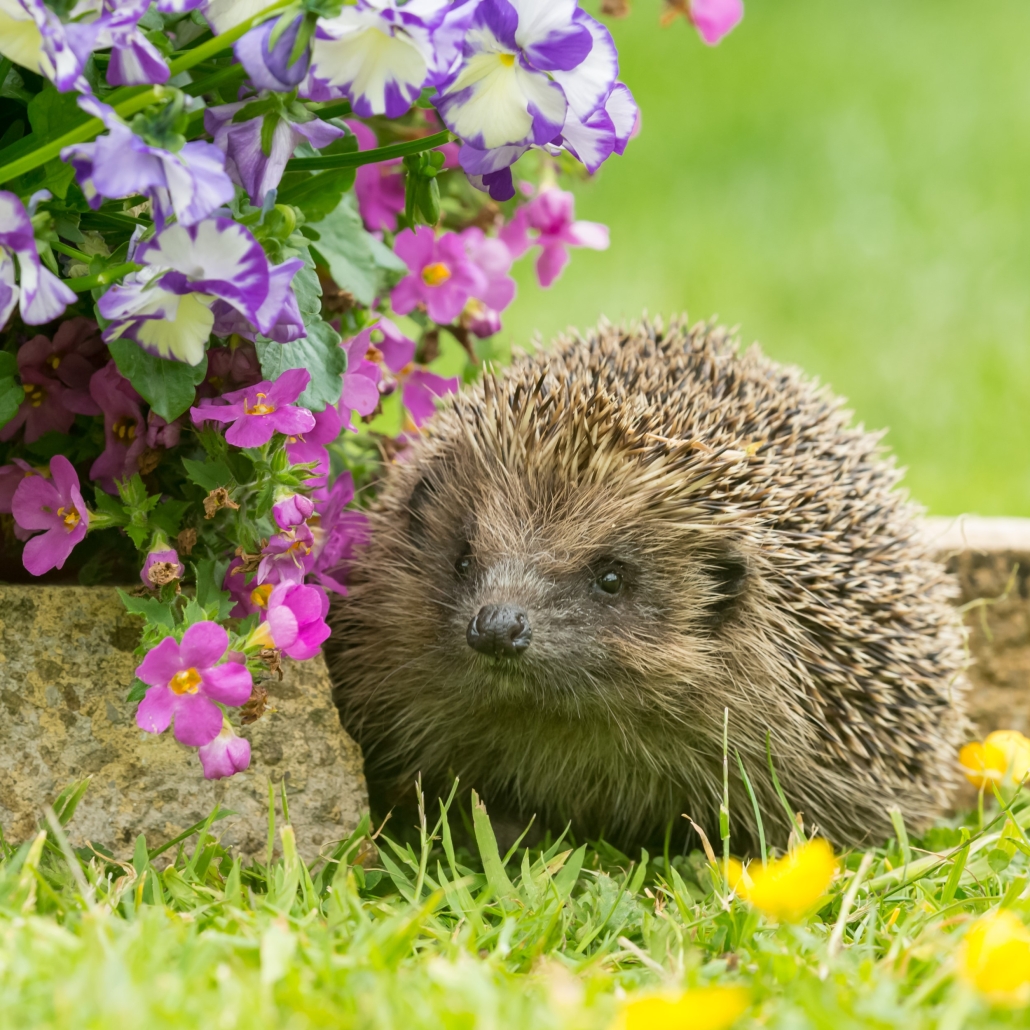Hedgehog by flower border