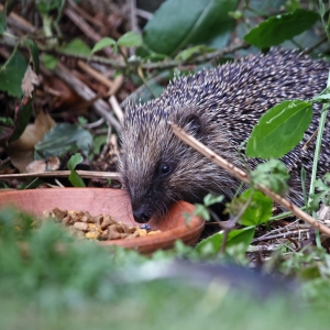 Hedgehog feeding in garden