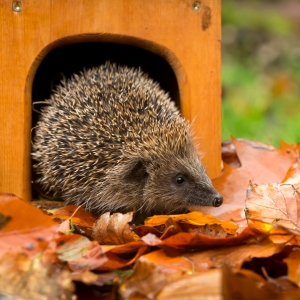 Hedgehog leaving house