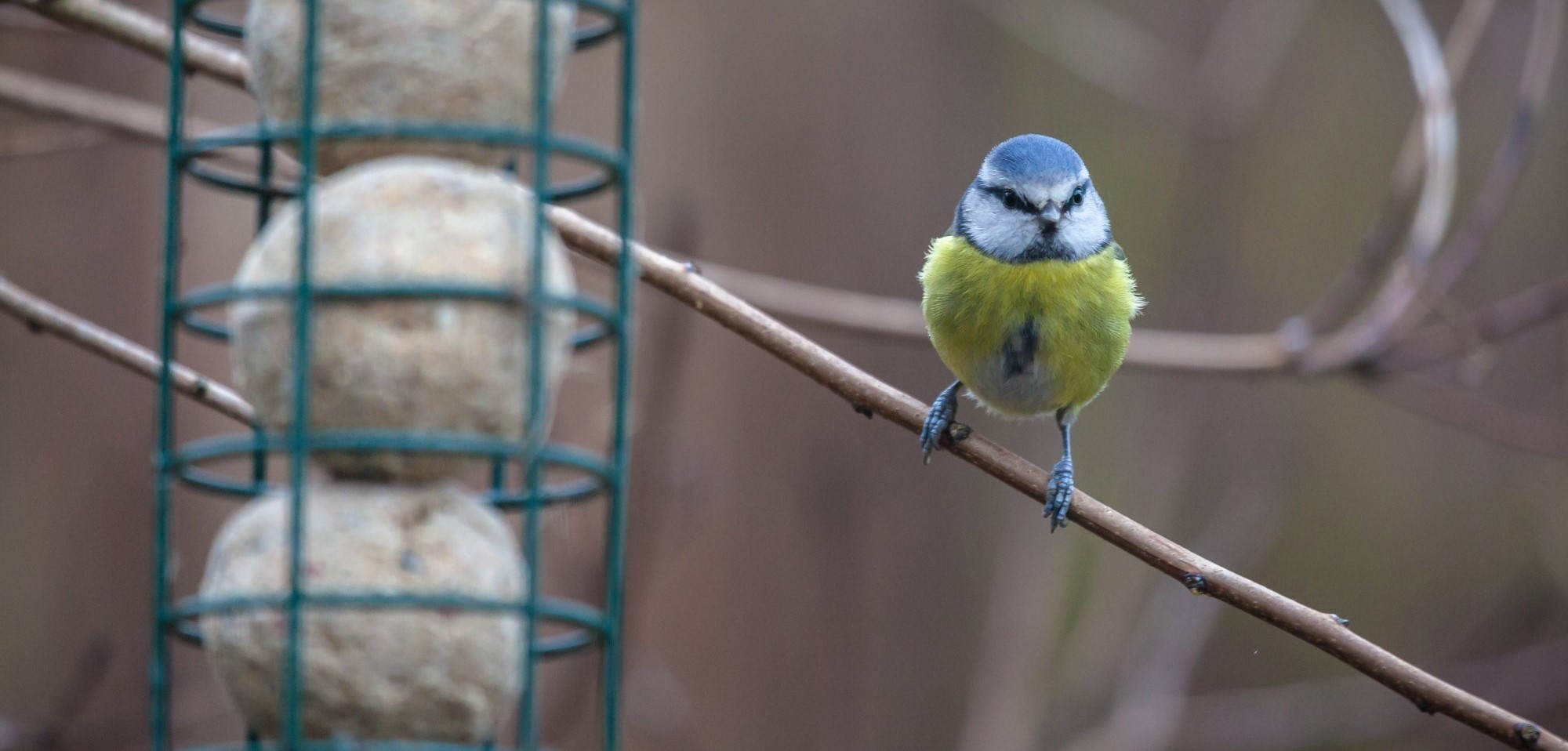 Blue Tit with Suet Ball Feeder