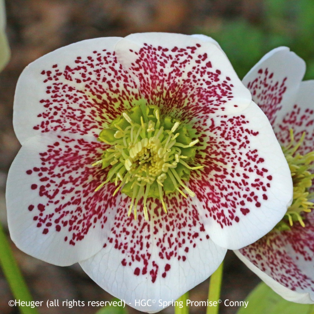 HGC-Helleborus-Spring-Promise-Conny