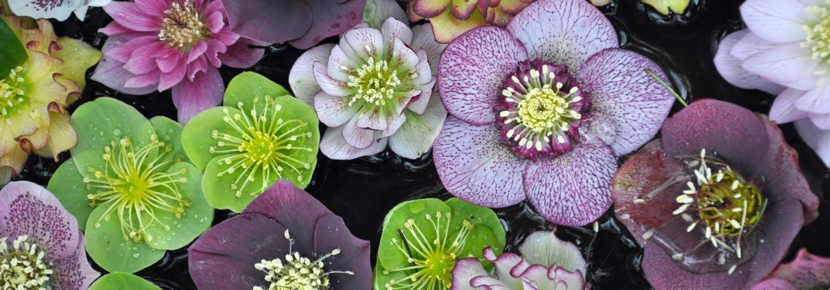 Mixed Hellebores Background