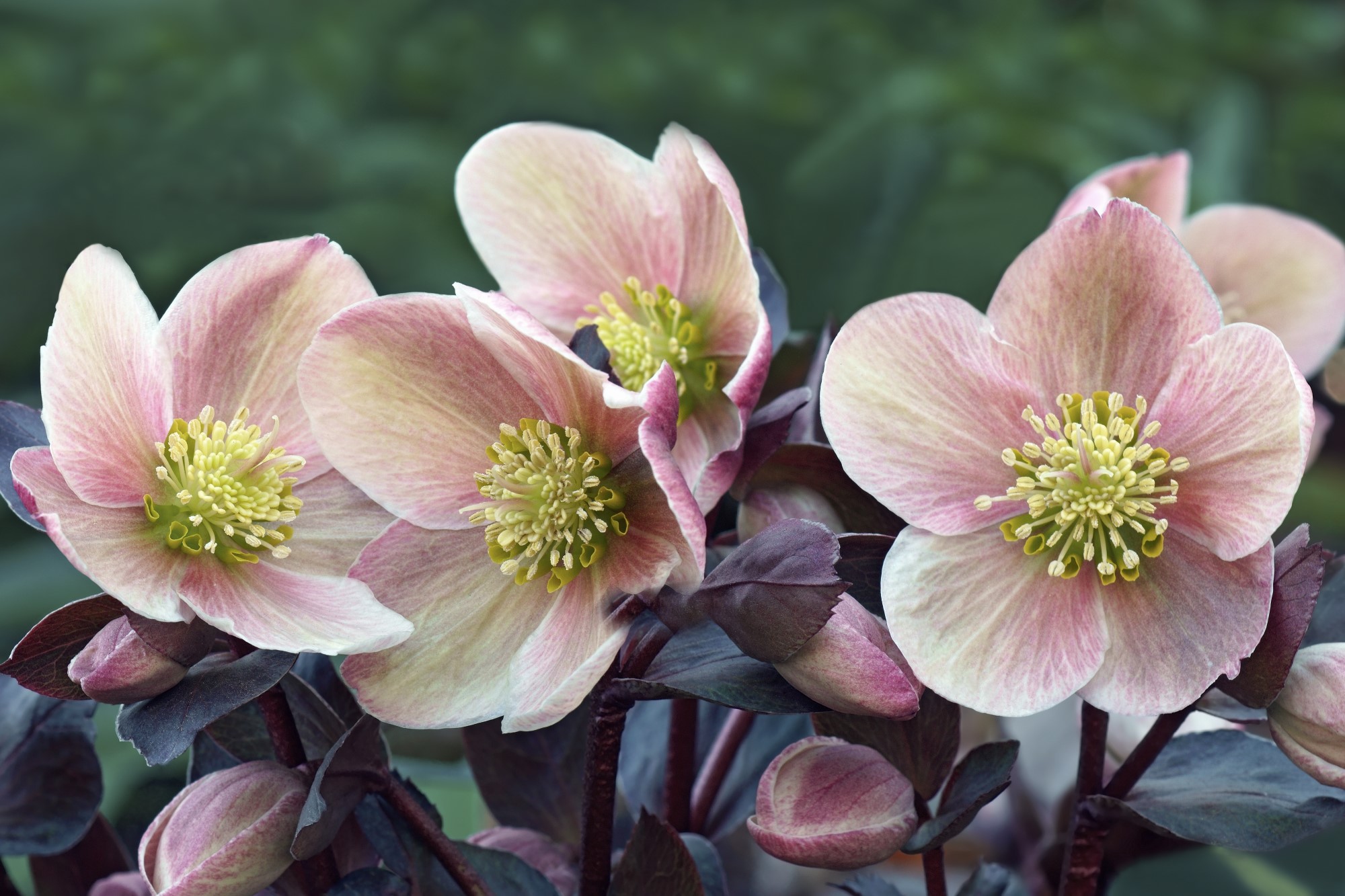 Pink Hellebores Blog