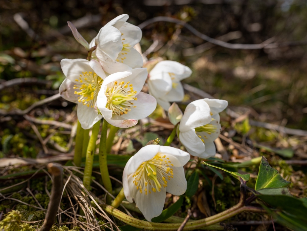 White Hellebores Blog