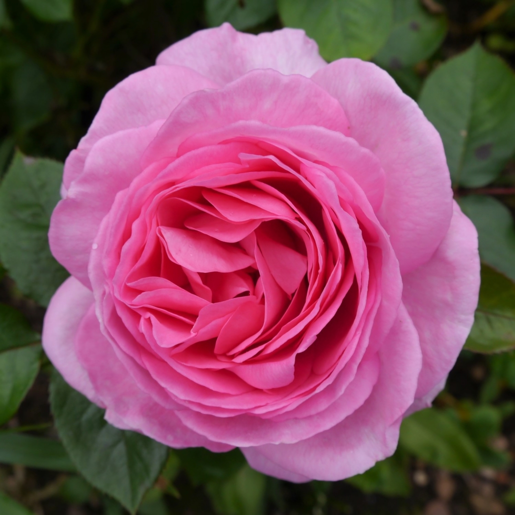 Rose-Mum-in-a-Million