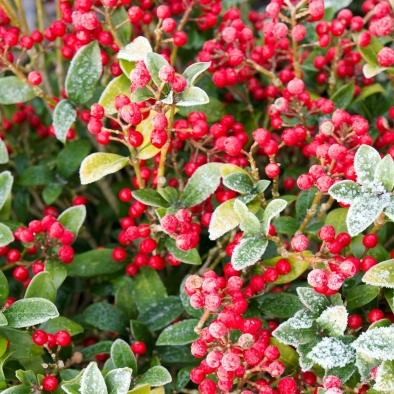 Winter-Berries-Header
