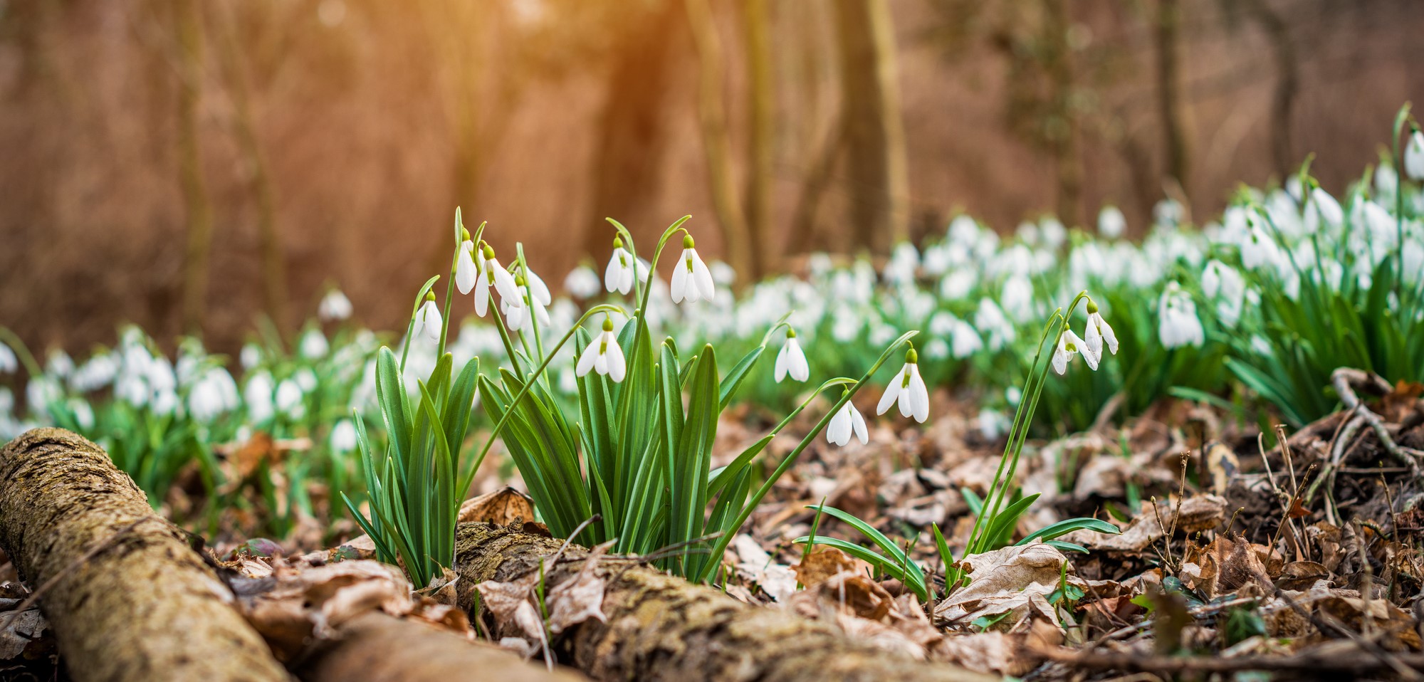 Forest-Scene-Snowdrops
