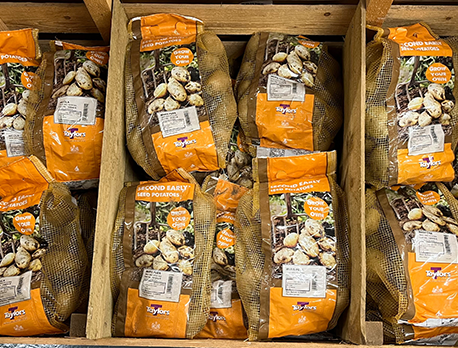 Potatoes - second earlies