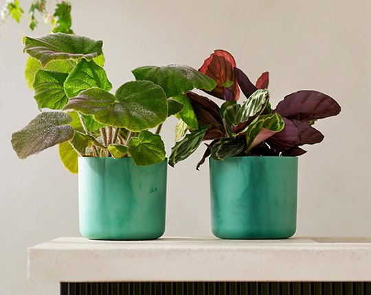 Ocean collection carosel 1