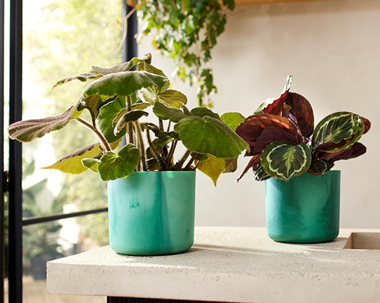 Ocean collection carosel 3