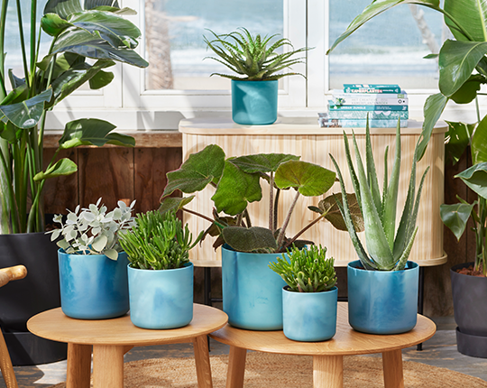 Ocean collection carosel 4