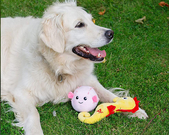 Pet Face Planet carosel 1