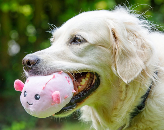 Pet Face Planet carosel 2