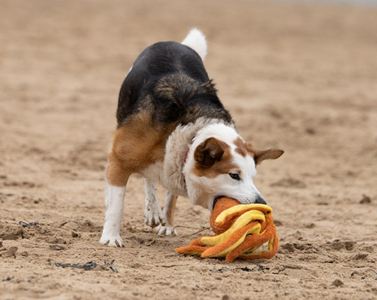 Pet Face Planet carosel 3