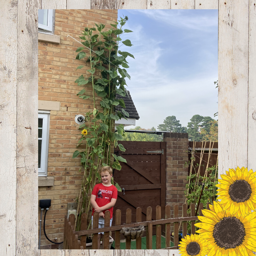 Sunflower entries FINAL 10