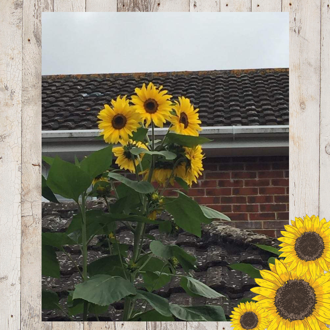 Sunflower entries FINAL 11