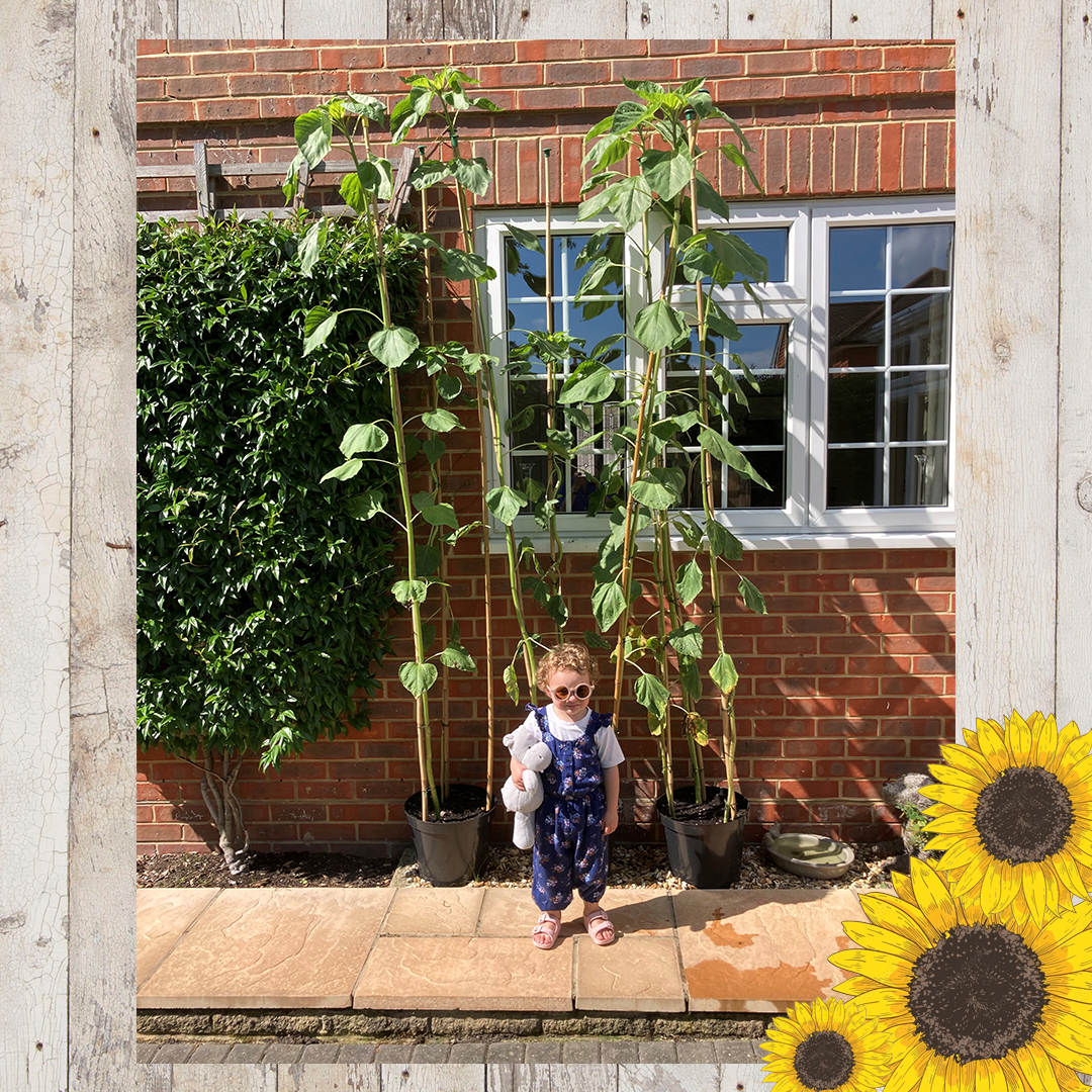 Sunflower entries FINAL 12