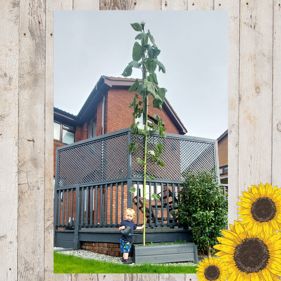 Sunflower entries FINAL 13