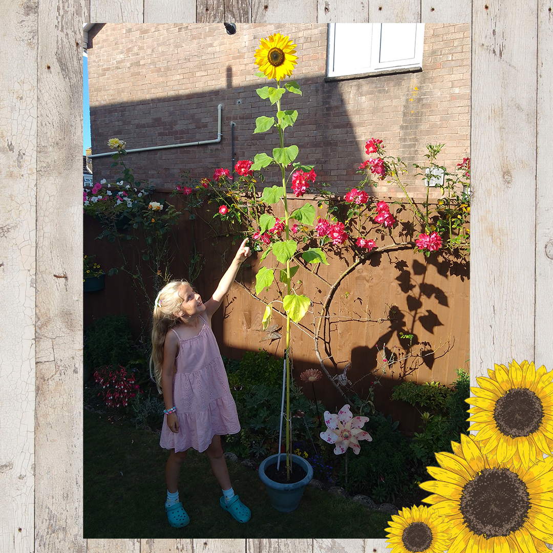 Sunflower entries FINAL 14