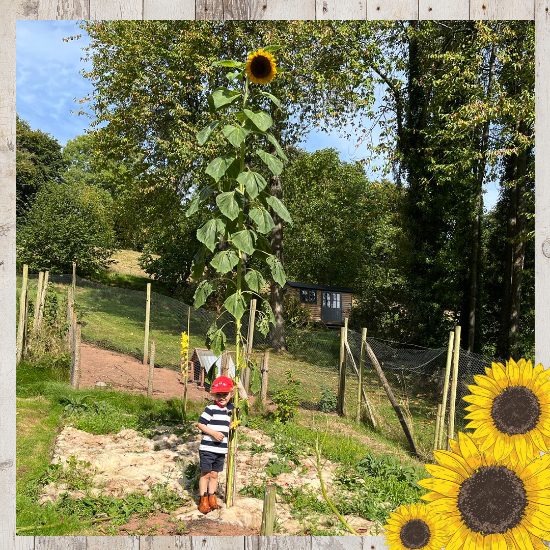 Sunflower entries FINAL 15