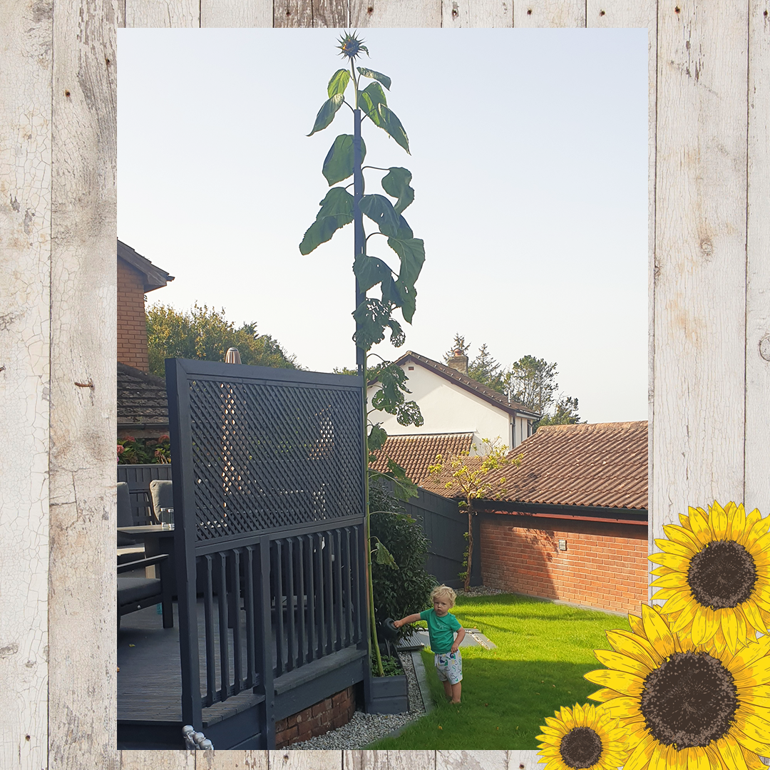 Sunflower entries FINAL 16