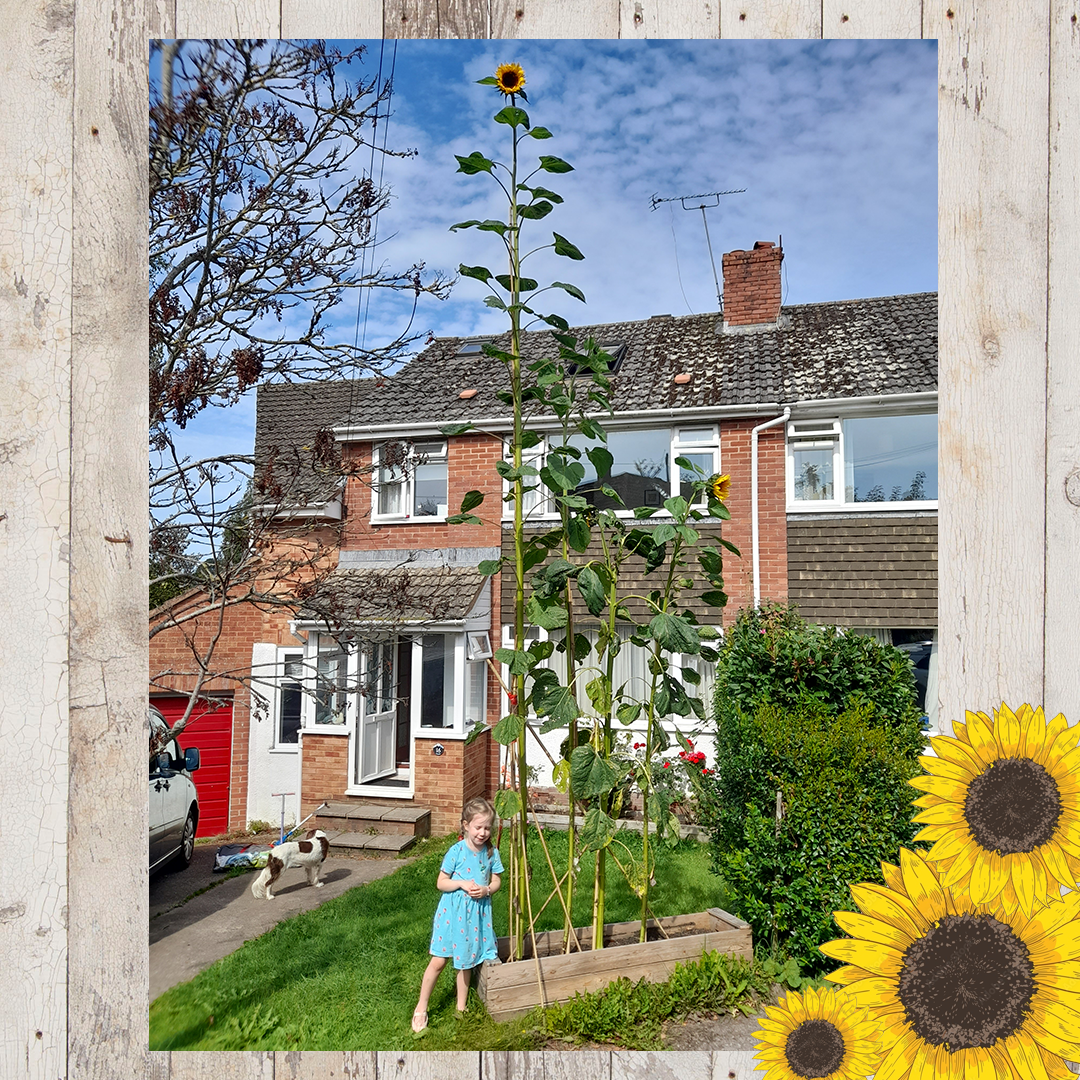 Sunflower entries FINAL 17