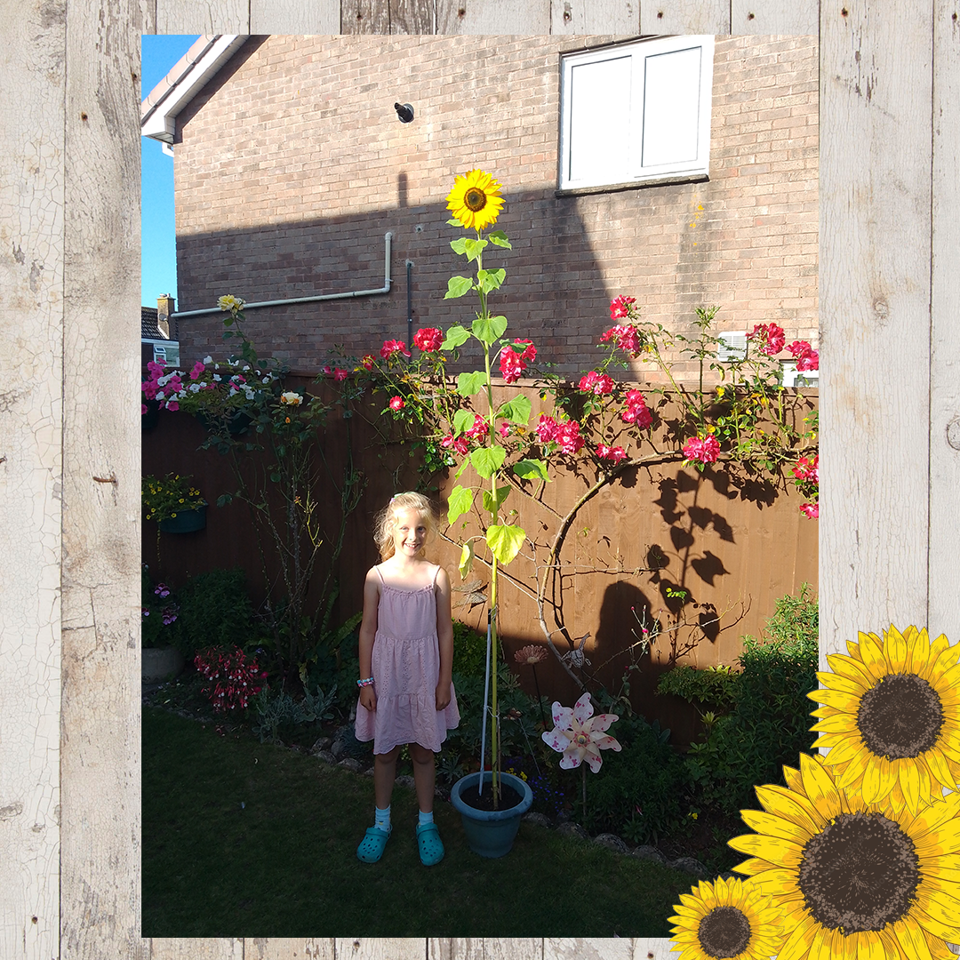 Sunflower entries FINAL 18